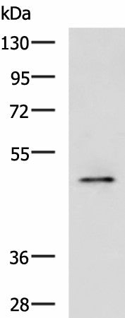 Western blot analysis of Rat heart tissue lysate using PDK4 Polyclonal Antibody at dilution of 1:600