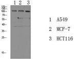Western Blot analysis of various cells using Phospho-Na+/K+-ATPase alpha1 (Tyr260) Polyclonal Antibody at dilution of 1:1000.