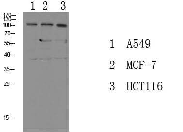 Western Blot analysis of various cells using Phospho-Na+/K+-ATPase alpha1 (Tyr260) Polyclonal Antibody at dilution of 1:1000.
