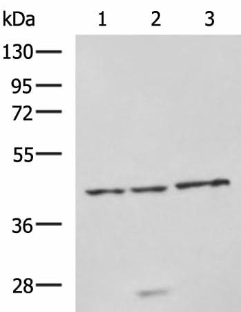 Western blot analysis of RAW264.7 cell Rat brain tissue and Mouse brain tissue lysates using NDRG4 Polyclonal Antibody at dilution of 1:650