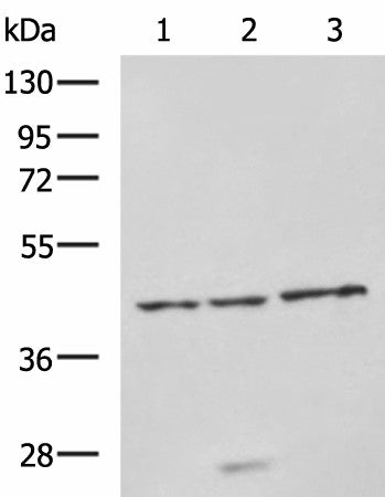 Western blot analysis of RAW264.7 cell Rat brain tissue and Mouse brain tissue lysates using NDRG4 Polyclonal Antibody at dilution of 1:650