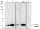 Anti-Human/Rat/Mouse Histone H3 (Asymmetric Di Methyl Arg17) Antibody [A830] - ABMIUM