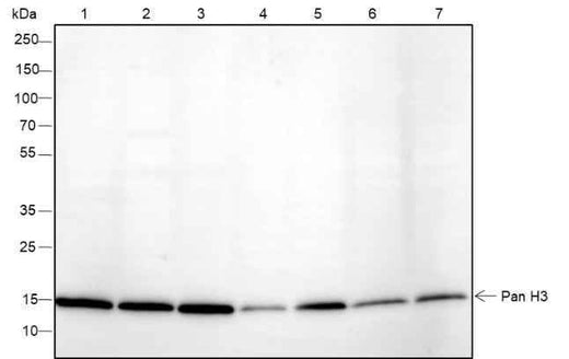 Anti-Human/Rat/Mouse Histone H3 Antibody [A248] - ABMIUM