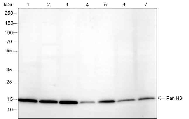 Anti-Human/Rat/Mouse Histone H3 Antibody [A248]