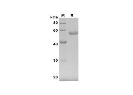 SDS-PAGE analysis of Human IFN-β proteins, 2 μg/lane of Recombinant Human IFN-β proteins was resolved with SDS-PAGE under reducing conditions, showing bands at 55 kDa.