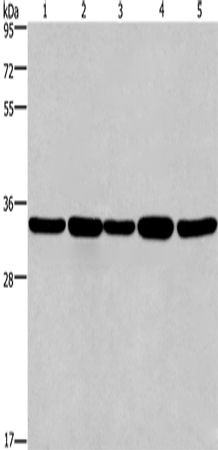 Anti-Human/Mouse E2F6 Antibody - ABMIUM