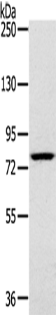 Anti-Human/Mouse/Rat RPS6KA1 Antibody - ABMIUM