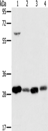Anti-Human/Mouse MRPL28 Antibody - ABMIUM