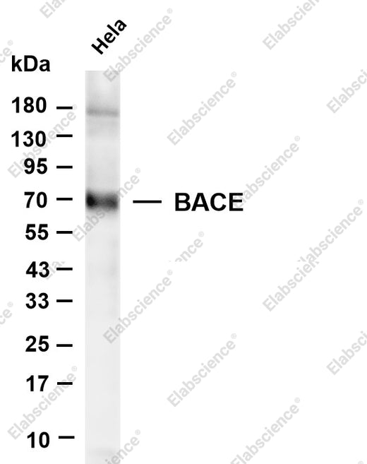 Elabscience AN300071P BACE1 validation image 1