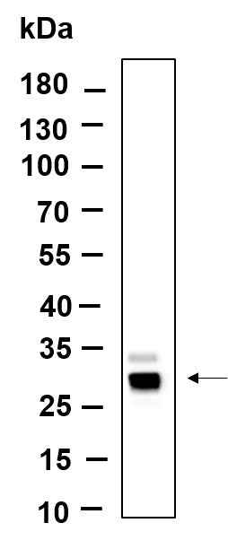 Anti-Human Azurocidin Antibody [B1003] - ABMIUM