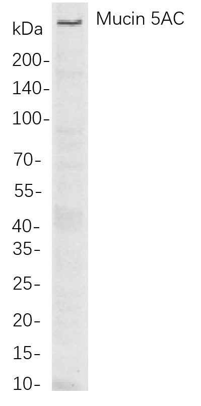 Anti-Human/Mouse/Rat Mucin 5AC Antibody [B788] - ABMIUM