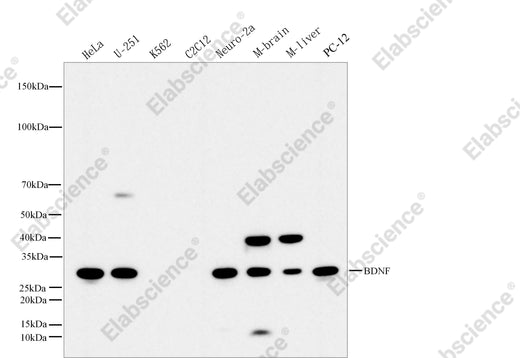 Elabscience AN300600L BDNF validation image 1