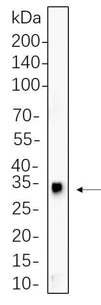 Anti-Human/Mouse/Rat HES1 Antibody [B534] - ABMIUM