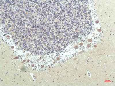 Anti-Human/Mouse/Rat PPAR Delta Mouse (1D7) Antibody [1D7]