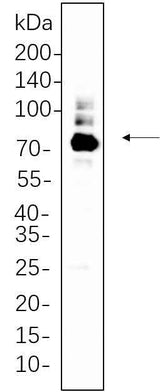 Anti-Human/Mouse/Rat PKC α Antibody [B660]