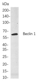 Anti-Human/Mouse/Rat/Chicken Beclin 1 Antibody [B785]