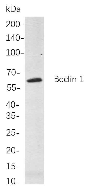 Anti-Human/Mouse/Rat/Chicken Beclin 1 Antibody [B785]