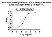 Anti-Bet v 1/Allergen Bet v I-A Antibody (SAA0656)