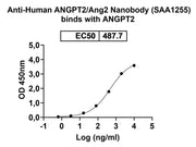 Anti-Human ANGPT2/Ang2 VHH (SAA1255)