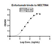 Enfortumab Biosimilar â€“ Anti-PVRL4 mAb â€“ Research Grade binds to Human NECTIN4-PVRL4 recombinant protein in indirect ELISA Assay