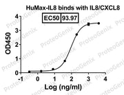 IL8/CXCL8, C-His, recombinant protein