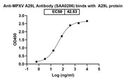 Anti-MPXV A29L. Antibody (SAA0286) binds with A29L protein in ELISA assay