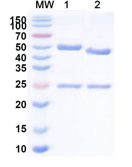 EndoS in ELISA Assay