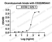 Ocaratuzumab Biosimilar - Anti-MS4A1, CD20 mAb binds to Human CD20/MS4A1 recombinant protein in indirect ELISA Assay