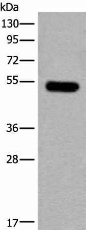 Anti-Human/Mouse/Rat CDKL2 Antibody