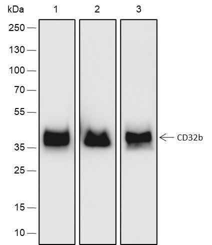 Anti-Human CD32B Antibody [A169] - ABMIUM