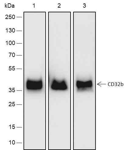 Anti-Human CD32B Antibody [A169]