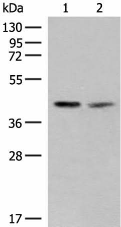 Western blot analysis of PC3 and HUVEC cell lysates using FAM84B Polyclonal Antibody at dilution of 1:400