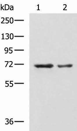 Western blot analysis of A172 and TM4 cell lysates using MYEF2 Polyclonal Antibody at dilution of 1:800