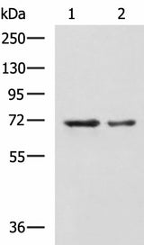 Western blot analysis of A172 and TM4 cell lysates using MYEF2 Polyclonal Antibody at dilution of 1:800
