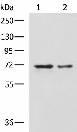 Western blot analysis of A172 and TM4 cell lysates using MYEF2 Polyclonal Antibody at dilution of 1:800