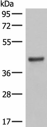 Western blot analysis of Mouse lung tissue lysates using LMCD1 Polyclonal Antibody at dilution of 1:550