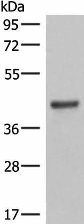 Western blot analysis of Mouse lung tissue lysates using LMCD1 Polyclonal Antibody at dilution of 1:550