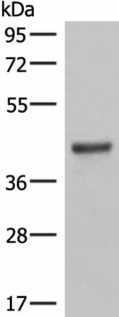 Western blot analysis of Mouse lung tissue lysates using LMCD1 Polyclonal Antibody at dilution of 1:550