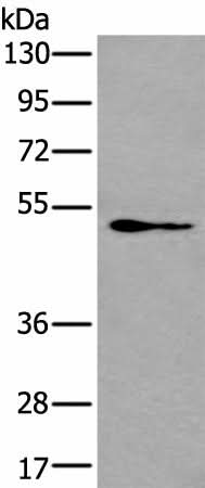 Western blot analysis of NIH/3T3 cell lysate using GATA3 Polyclonal Antibody at dilution of 1:400