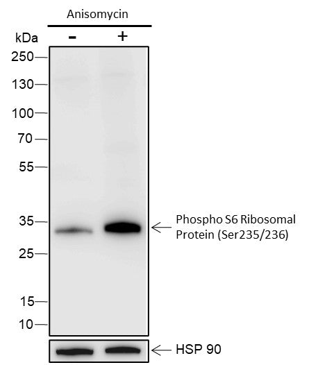 Anti-Human/Mouse Phospho-S6 Ribosomal Protein (Ser235, Ser236) Antibody [A815] - ABMIUM
