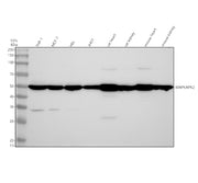 Boster A01193-2 validation image 1