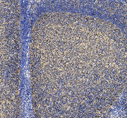 Boster A01193-2 validation image 2