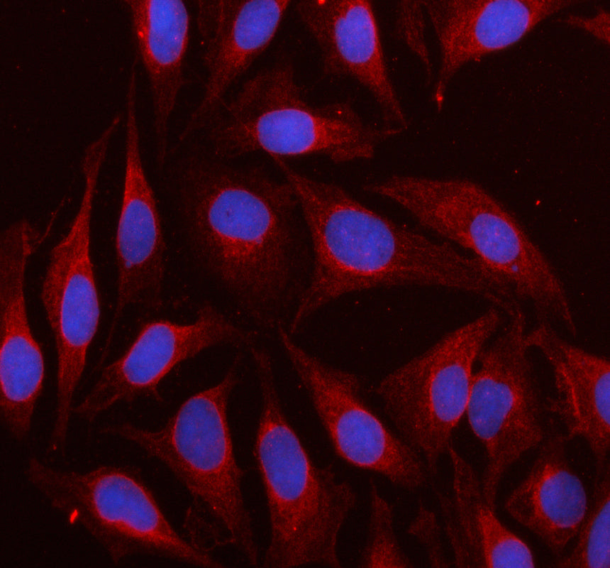 Boster A01193-2 validation image 4