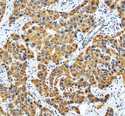 Boster A01216-2 validation image 2