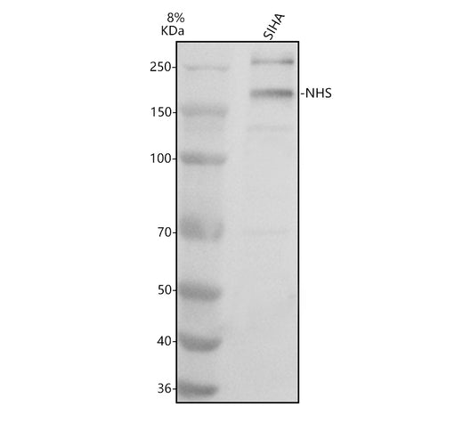 Boster A01402 validation image 1