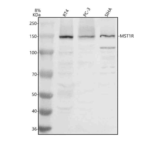 Anti-RON/MST1R Antibody Picoband®