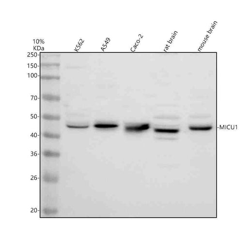 Anti-CBARA1/MICU1 Antibody Picoband®