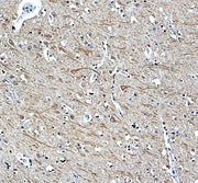 Anti-CBARA1/MICU1 Antibody Picoband®
