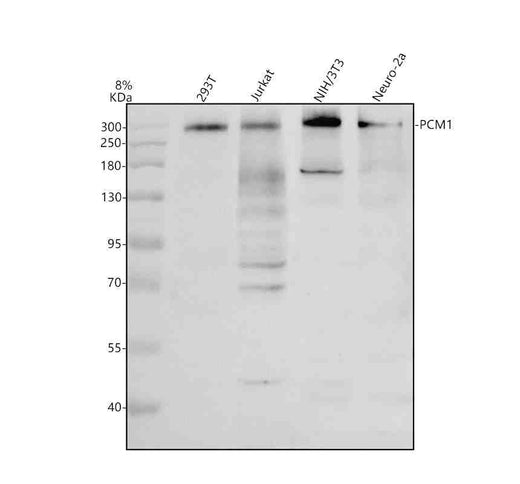 Anti-PCM1 Antibody Picoband®