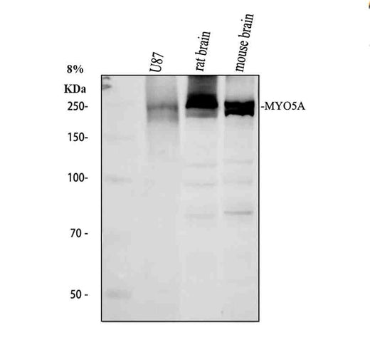 Anti-MYO5A Antibody Picoband®
